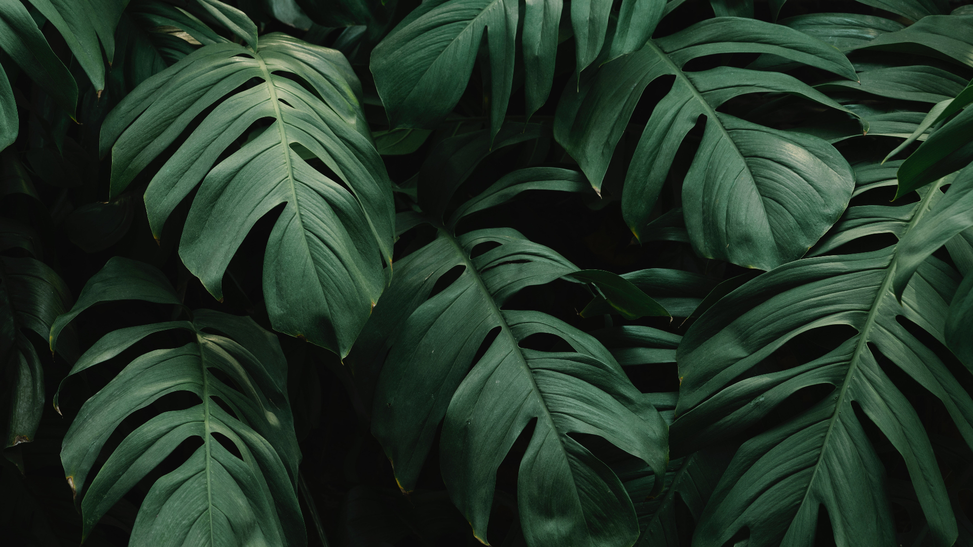 Photo de fond de Monstera